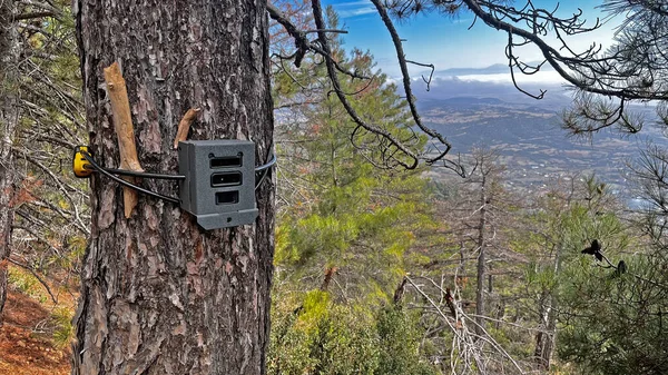 Ormanın derinliklerindeki çam ağacına monte edilmiş kamera ya da fotoğraf makineleri vahşi hayvanların konumunu izlemek için. metin için boşluk kopyala.