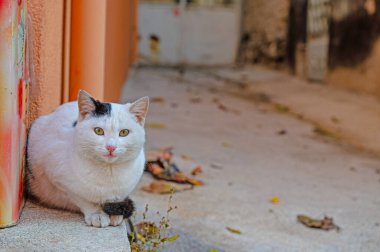 A white cat in the street.