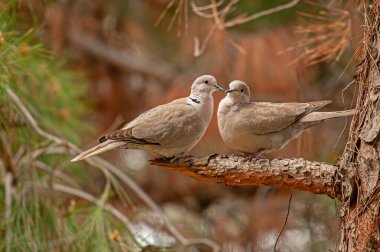 Avrasya yakalı güvercini (Streptopelia decaocto) ormanda bir dalda kur yapıyor.