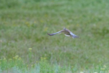 Avrasya yakalı güvercini (Streptopelia decaocto) yuvasına dalları taşırken uçuyor.