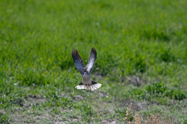 Avrasya yakalı güvercini (Streptopelia decaocto) yuvasına dalları taşırken uçuyor.