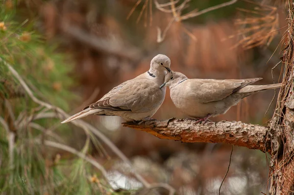 Avrasya yakalı güvercini (Streptopelia decaocto) ormanda bir dalda kur yapıyor.