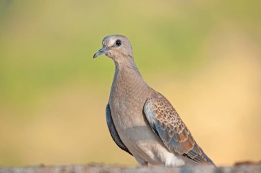 Avrupa Kaplumbağa Güvercini (Streptopelia Turtur). Gradyan arkaplan.