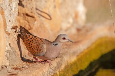 Avrupa Kaplumbağa Güvercini (Streptopelia turtur) içme suyu.