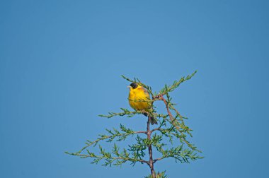 Bir ağaç dalında siyah başlı Bunting (Emberiza melanocephala). Gökyüzü arka planı. Erkek kuş.