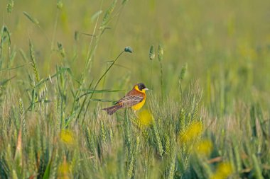 Buğday kulakları üzerinde siyah başlı Bunting (Emberiza melanocephala). Erkek kuş.