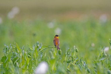 Haşhaş konilerinin üzerinde siyah başlı Bunting (Emberiza melanocephala). Erkek kuş.