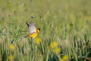Buğday kulakları üzerinde siyah başlı Bunting (Emberiza melanocephala). Erkek kuş.