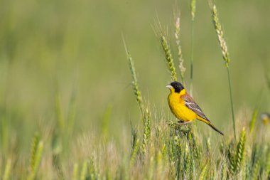 Buğday kulakları üzerinde siyah başlı Bunting (Emberiza melanocephala). Erkek kuş.