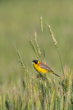 Buğday kulakları üzerinde siyah başlı Bunting (Emberiza melanocephala). Erkek kuş.