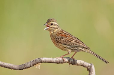 Bir ağaç dalında Cirl Bunting (Emberiza cirlus). Arka plan bulanık. Şarkı söyleyen kuş.