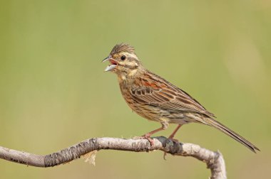 Cirl Bunting (Emberiza cirlus) on a tree branch. Blurred background. Singing bird. clipart