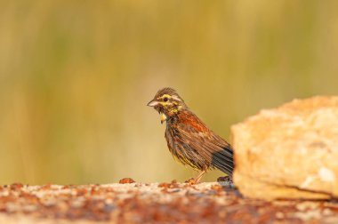 Beton zeminde Cirl Bunting (Emberiza Cirlus). Arka plan bulanık. Kuş banyo yaptı bile. Erkek kuş..