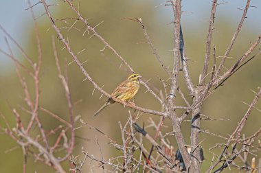 Bir ağaç dalında Cirl Bunting (Emberiza cirlus). Arka plan bulanık. Erkek kuş..