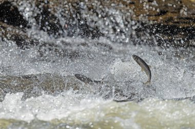 Türkiye 'de Van Gölü' nde yaşayan bulaşıcı balık türleri. Chalcalburnus tarichi, Cyprinidae. Suya atlayan bir balık..