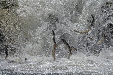 Türkiye 'de Van Gölü' nde yaşayan bulaşıcı balık türleri. Chalcalburnus tarichi, Cyprinidae. Suya atlayan bir balık..