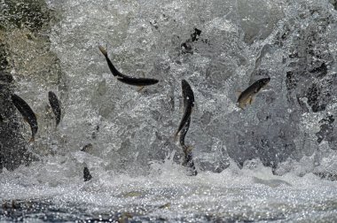 Türkiye 'de Van Gölü' nde yaşayan bulaşıcı balık türleri. Chalcalburnus tarichi, Cyprinidae. Suya atlayan bir balık..