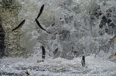 Türkiye 'de Van Gölü' nde yaşayan bulaşıcı balık türleri. Chalcalburnus tarichi, Cyprinidae. Suya atlayan bir balık..