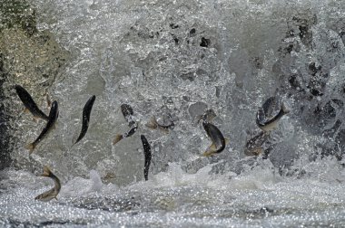 Türkiye 'de Van Gölü' nde yaşayan bulaşıcı balık türleri. Chalcalburnus tarichi, Cyprinidae. Suya atlayan bir balık..
