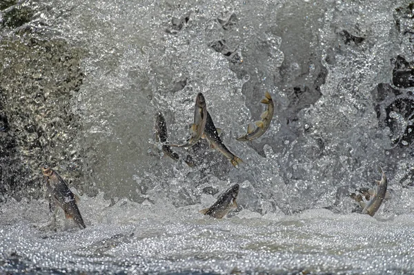 Türkiye 'de Van Gölü' nde yaşayan bulaşıcı balık türleri. Chalcalburnus tarichi, Cyprinidae. Suya atlayan bir balık..