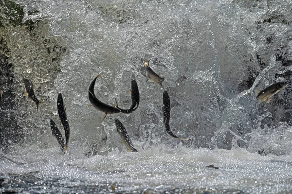 Türkiye 'de Van Gölü' nde yaşayan bulaşıcı balık türleri. Chalcalburnus tarichi, Cyprinidae. Suya atlayan bir balık..