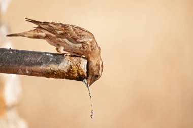 Su içen Kaya Serçesi (Petronia petronia).