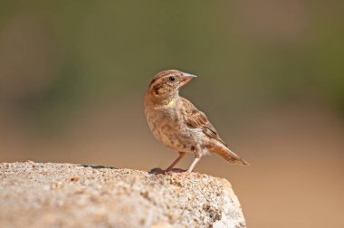 Beton zeminde Kaya Serçesi (Petronia petronia).