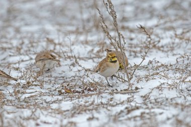 Kar üzerinde boynuzlu tarla kuşu (Eremophila alpestris), bitki tohumlarıyla beslenir..