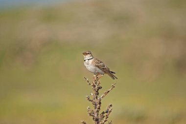 Kurutulmuş bitki üzerindeki Calandra Lark (Melanocorypha calandra), bulanık arkaplan.