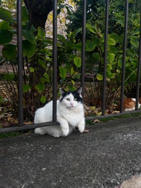 Kedi bahçede oturmuş tırabzanda.