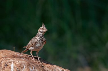 Bir kayanın üzerindeki Crested Lark (Galerida cristata). Yeşil, bulanık arkaplan.