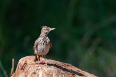 Bir kayanın üzerindeki Crested Lark (Galerida cristata). Yeşil, bulanık arkaplan.