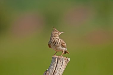 Tarlakuşu (Galerida cristata) bir ağaç kütüğünün üzerinde. Yeşil, bulanık arkaplan.