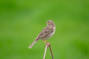 Mısır Bunting (Emberiza calandra) bir dalın üzerinde. Yeşil bulanık arkaplan.