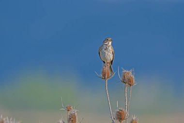 Kuru bitki dallarında Mısır kiraz kuşu (Emberiza calandra). Bulanık arkaplan.