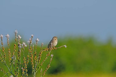 Mısır kiraz kuşu (Emberiza calandra) baharda çiçek açan bitkilerin üzerinde şarkı söyler. Bulanık arkaplan.