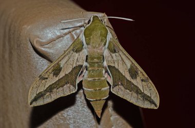 Güve Kelebeği, Spurge Hawk, Hyles Euphorbiae