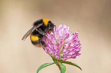 Avrupa Ortak Kartı Arısı (Bombus pascuorum) pembe yonca çiçeğiyle besleniyor