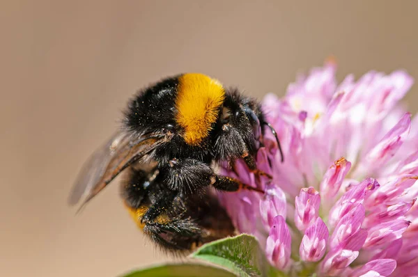 Avrupa Ortak Kartı Arısı (Bombus pascuorum) pembe yonca çiçeğiyle besleniyor