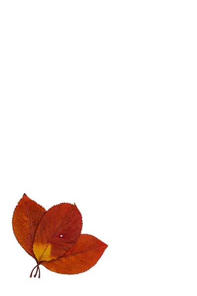 Drie Gedroogde Rode Bladeren Geïsoleerd Een Witte Achtergrond — Stockfoto