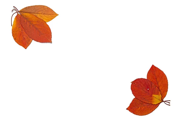 Isolated Dried Red Yellow Leaves White Background — Stock Photo, Image