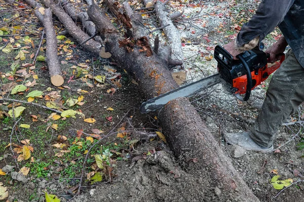 A man cutting a tree with a chainsaw.