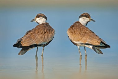 Göl kenarındaki kanatlı Lapwing (Vanellus spinosus).