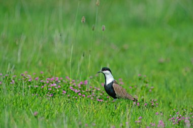 Pembe çiçekler arasında Pur kanatlı Lapwing (Vanellus spinosus).