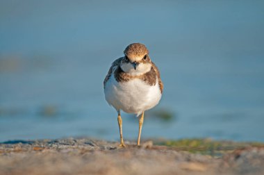 Küçük Halkalı Plover (Charadrius dubius) gölün kıyısında yiyecek arıyor.