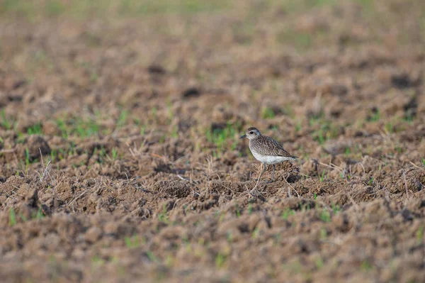 stock image Grey plover (Pluvialis squatarola) feeding in the field.