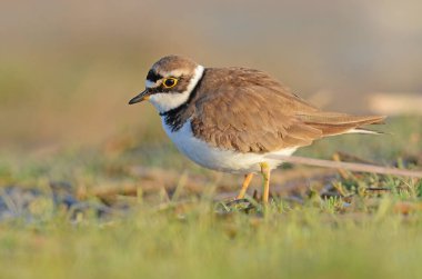 Küçük Halkalı Yonca (Charadrius dubius) gölde, gün doğumunda.