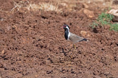 Kırmızı başlıklı Lapwing / Vanellus göstergesi çamurlu alanda besleniyor