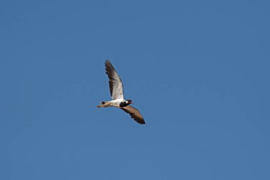 Kırmızı başlıklı Lapwing (Vanellus indicus) mavi gökyüzünde uçuyor.