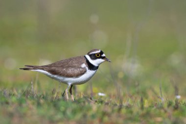 Küçük Halkalı Plover (Charadrius dubius) gölün kenarındaki çayırda besleniyor..